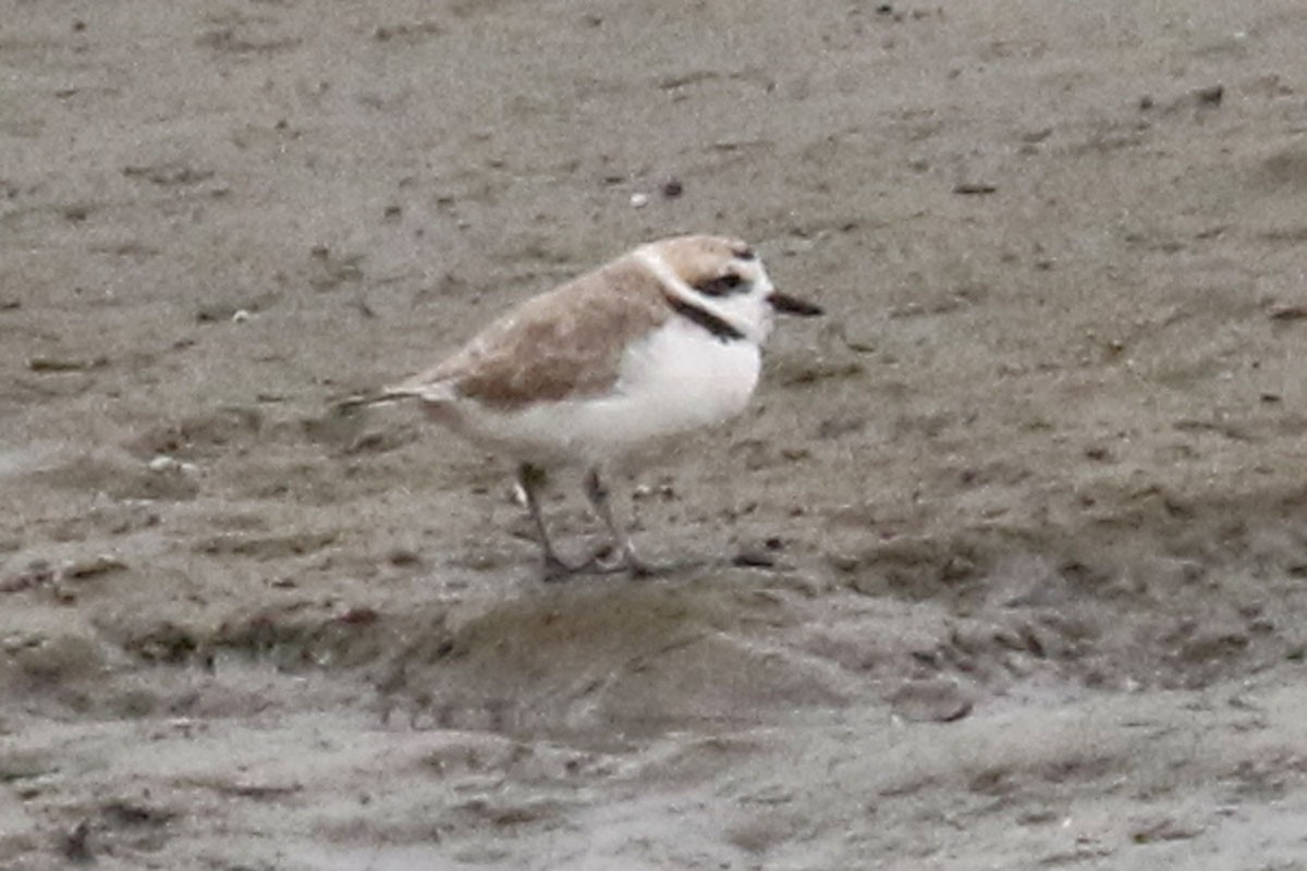 Snowy Plover - ML121372631