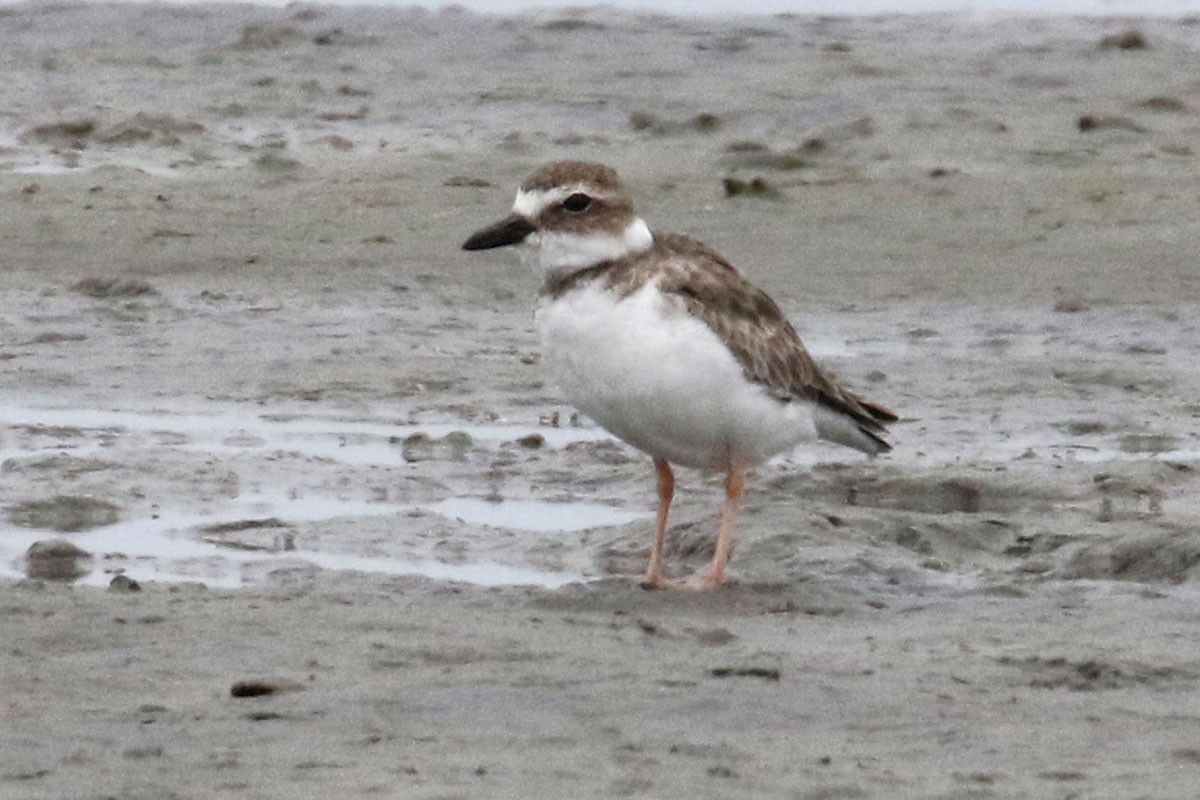 Wilson's Plover - ML121372661