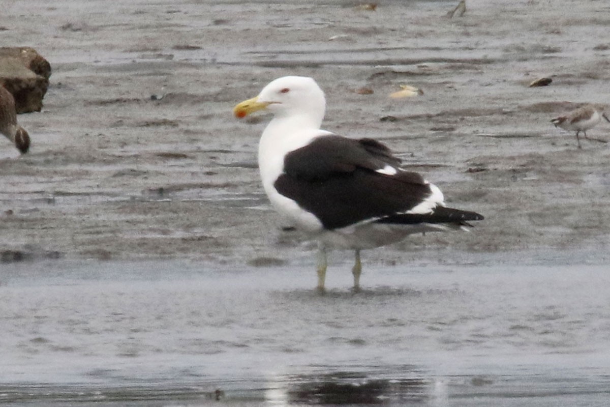 Kelp Gull - ML121372731