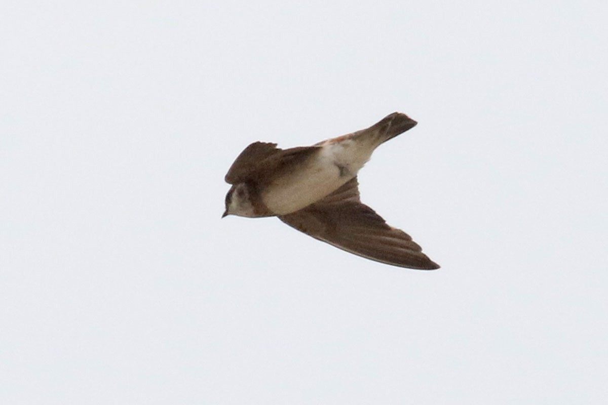 Golondrina Cuellirrufa - ML121372851