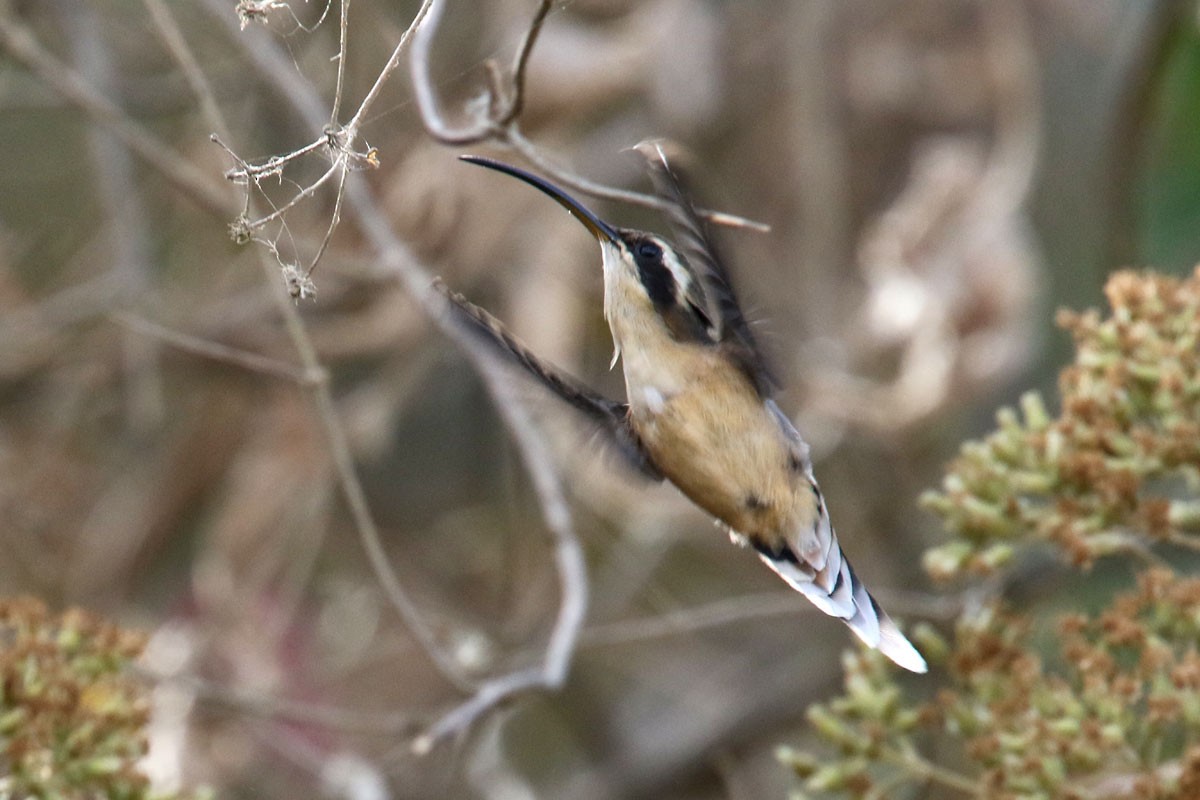 Gray-chinned Hermit (Porculla) - ML121373601
