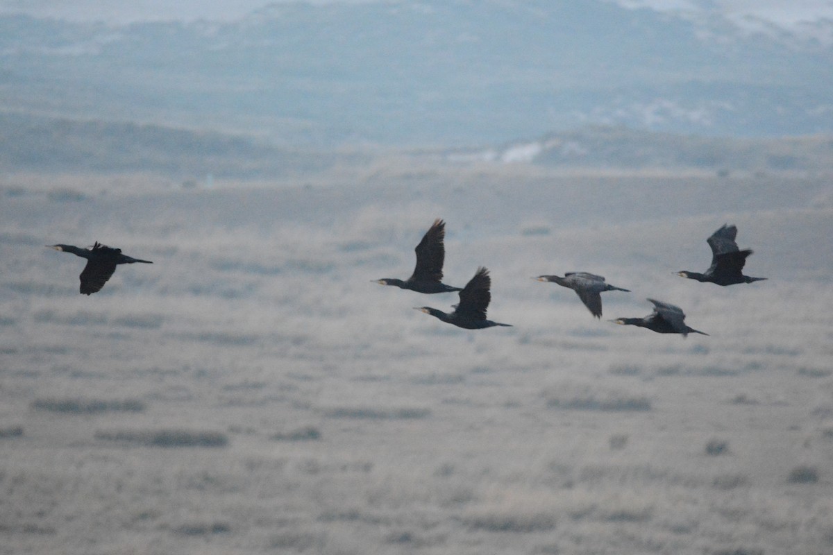 Cormorán Grande (euroasiático) - ML121373651