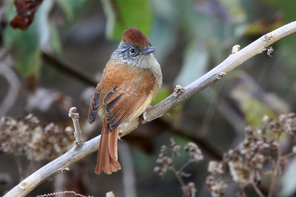 Chapman's Antshrike - ML121373671