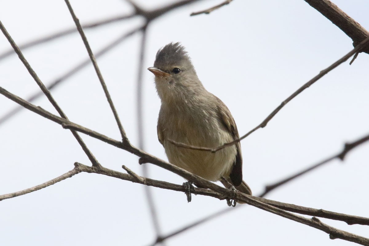 Southern Beardless-Tyrannulet - ML121373701