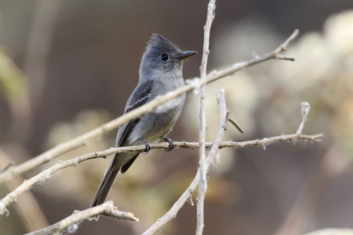 Smoke-colored Pewee - ML121373761