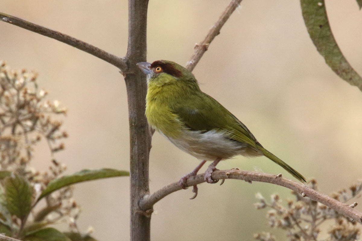 Rufous-browed Peppershrike - Noah Strycker