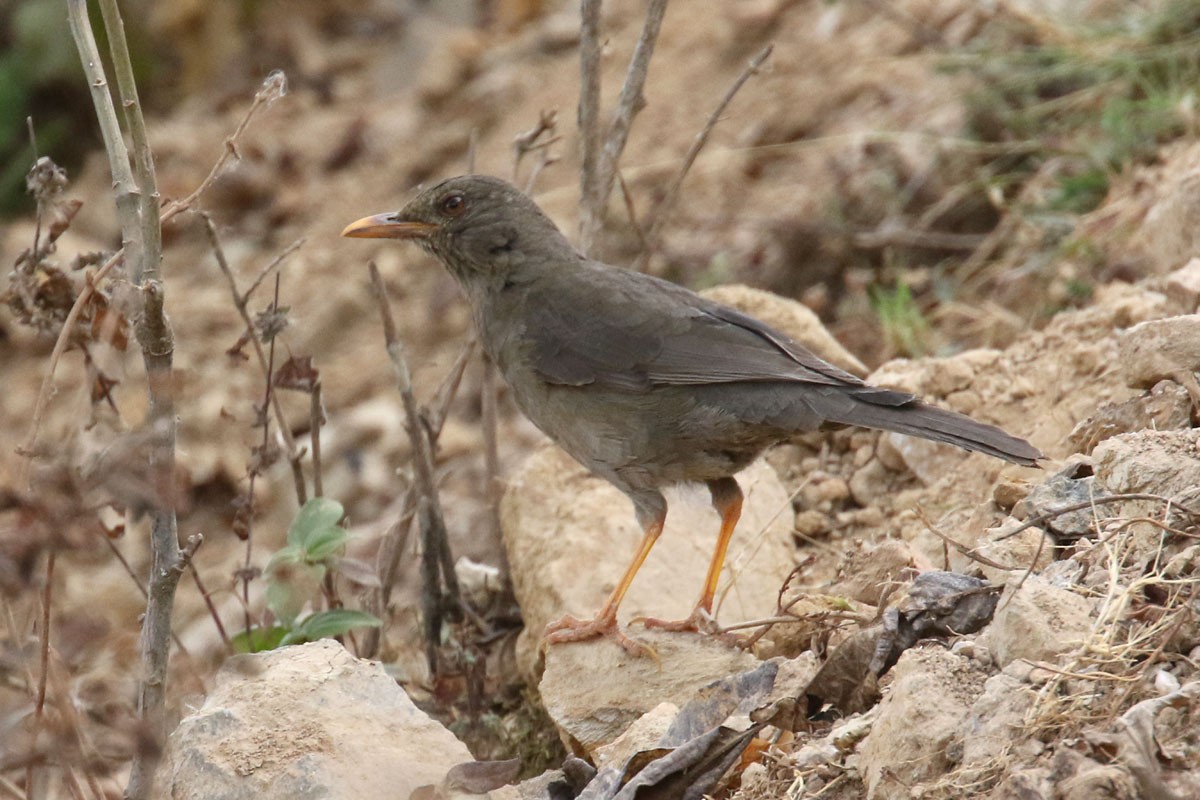 Chiguanco Thrush - ML121373891