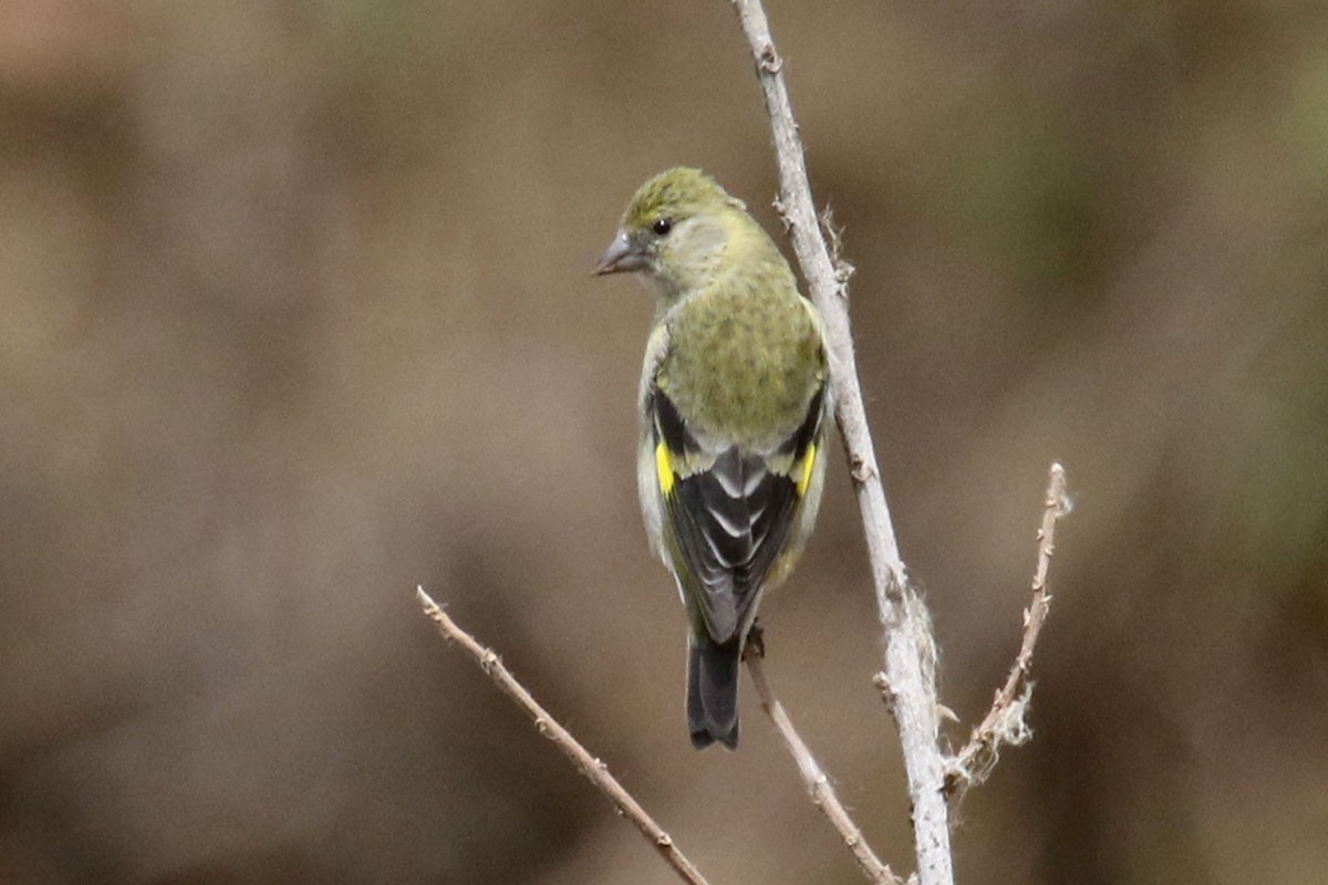 Hooded Siskin - ML121373941