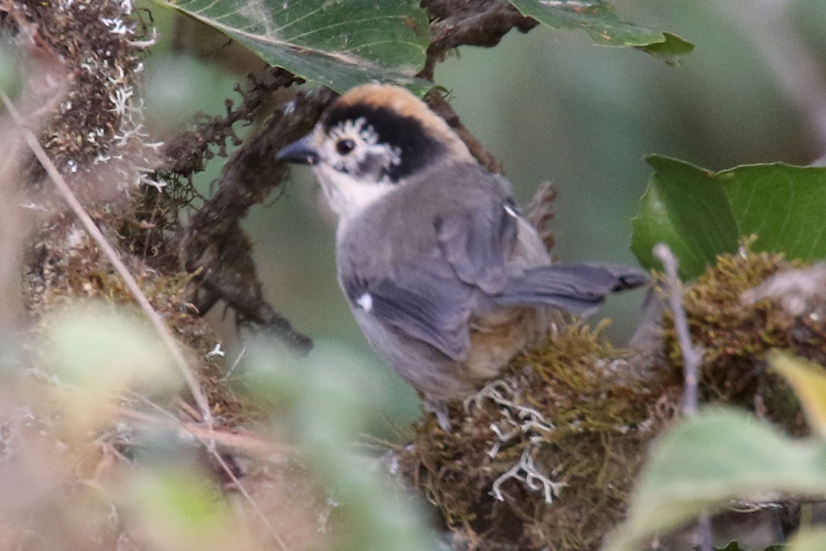 White-winged Brushfinch - Noah Strycker