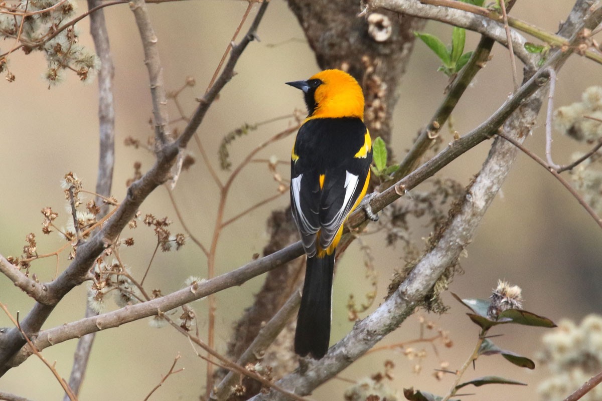 White-edged Oriole - ML121373991