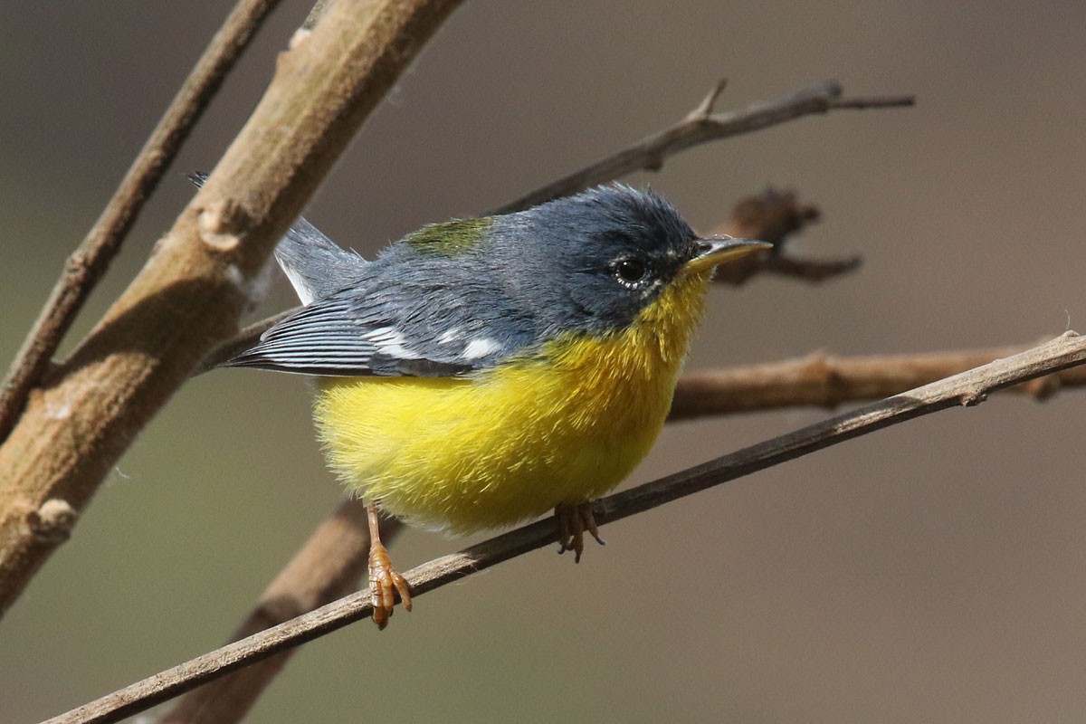 Tropical Parula - ML121374051