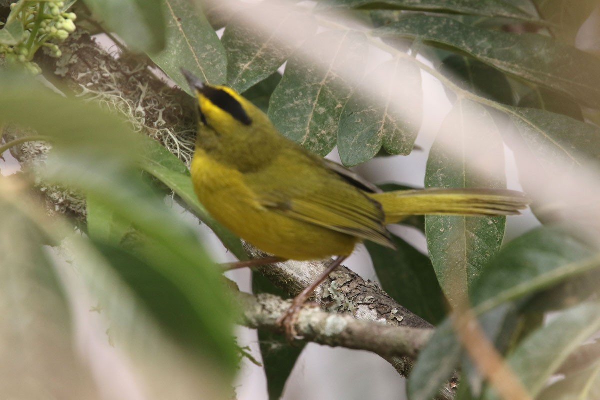 Black-crested Warbler - ML121374071