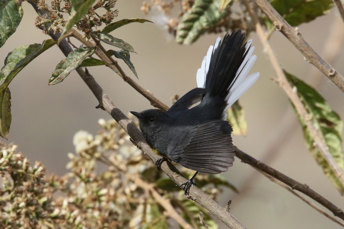 Slate-throated Redstart - ML121374131