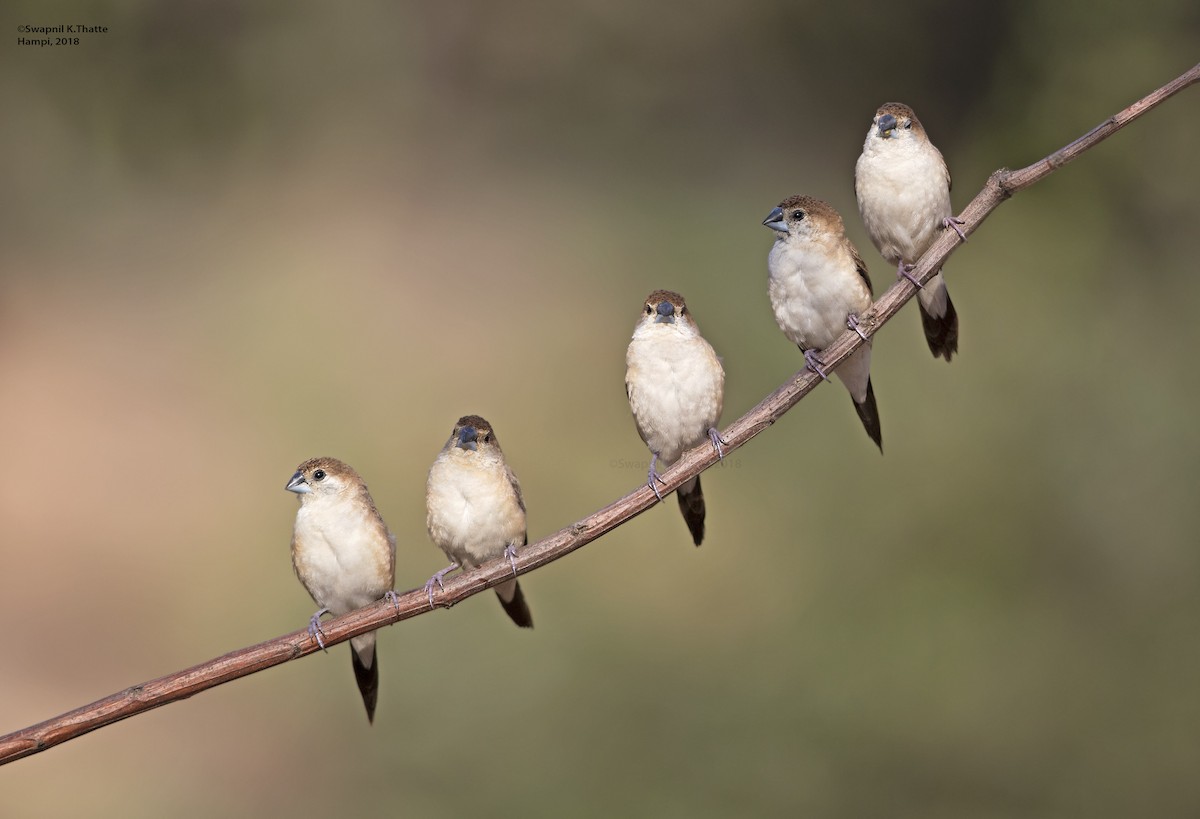 Indian Silverbill - Swapnil Thatte