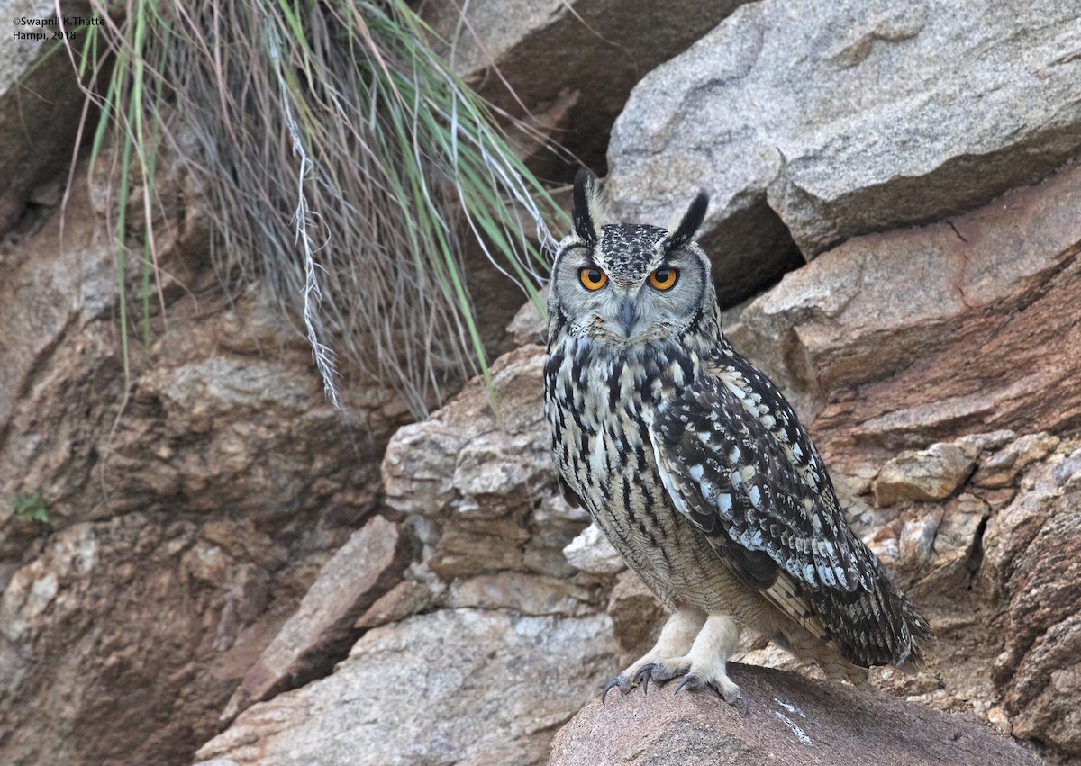Rock Eagle-Owl - Swapnil Thatte