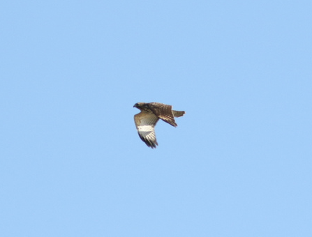 Red-shouldered Hawk - ML121377191