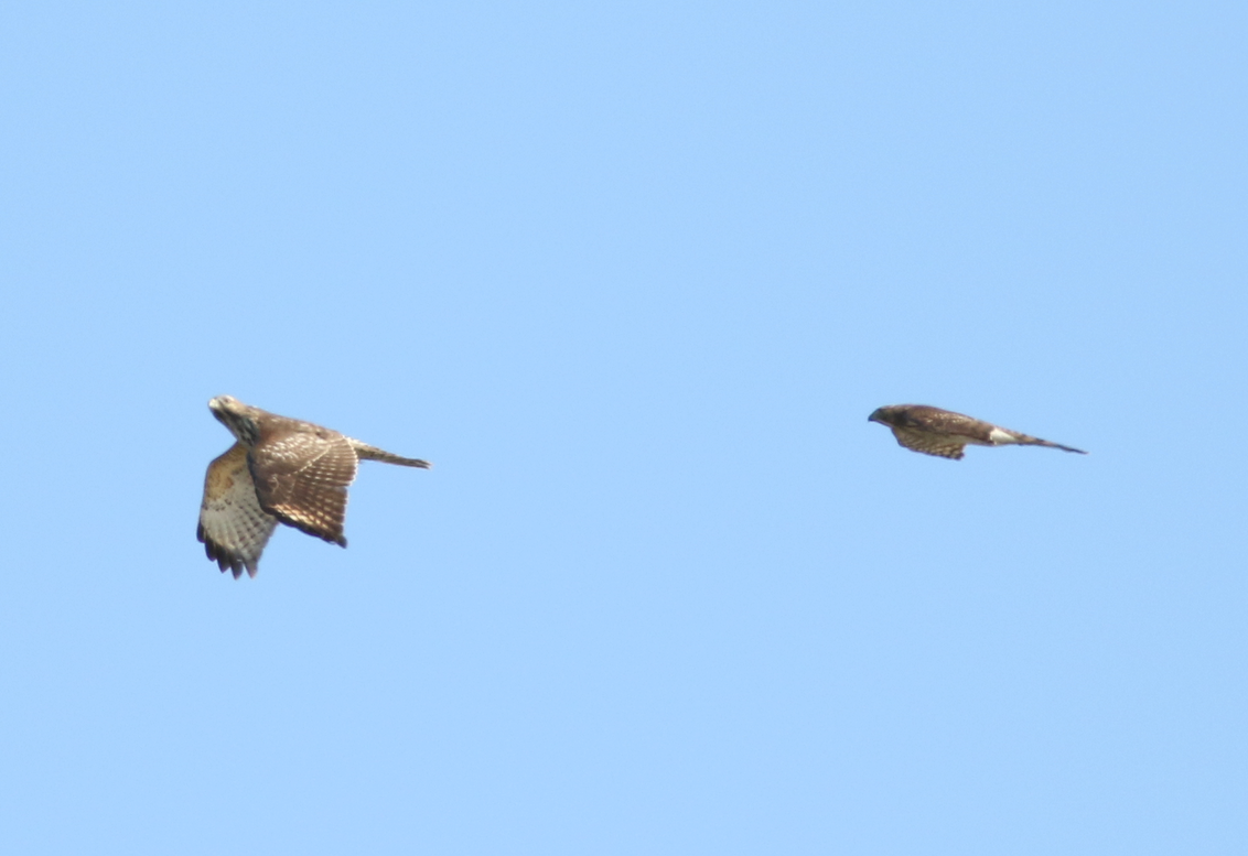 Red-shouldered Hawk - ML121377211