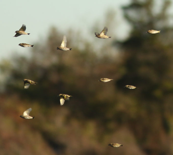 Pine Siskin - ML121377361