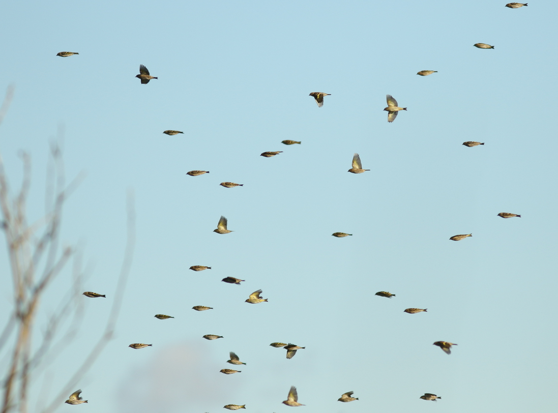 Pine Siskin - ML121377371