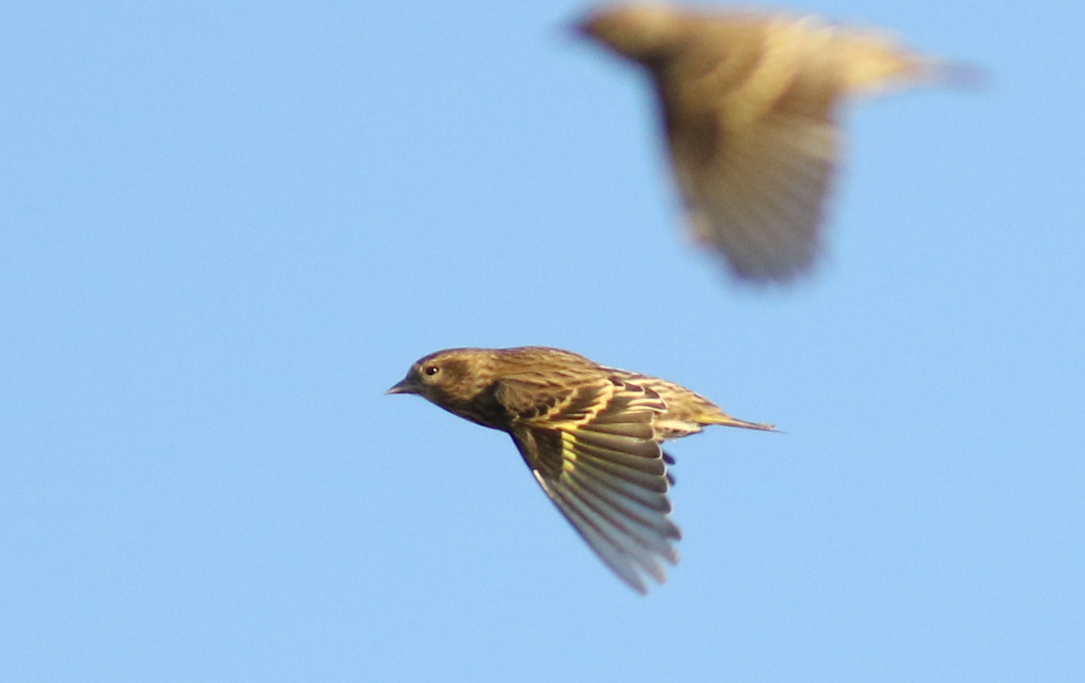 Pine Siskin - ML121377381