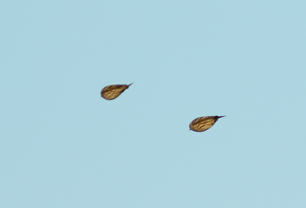 Pine Siskin - ML121377401