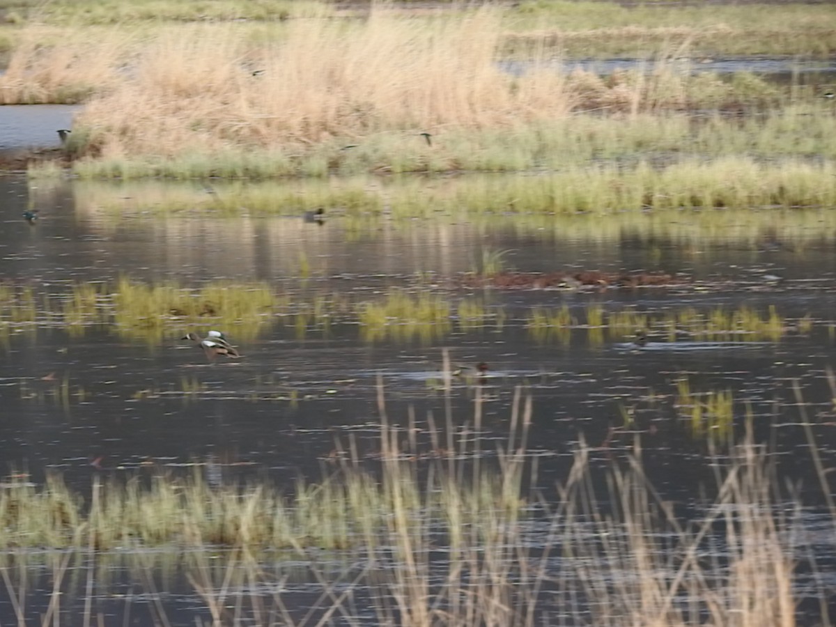 Blue-winged Teal - ML121378241