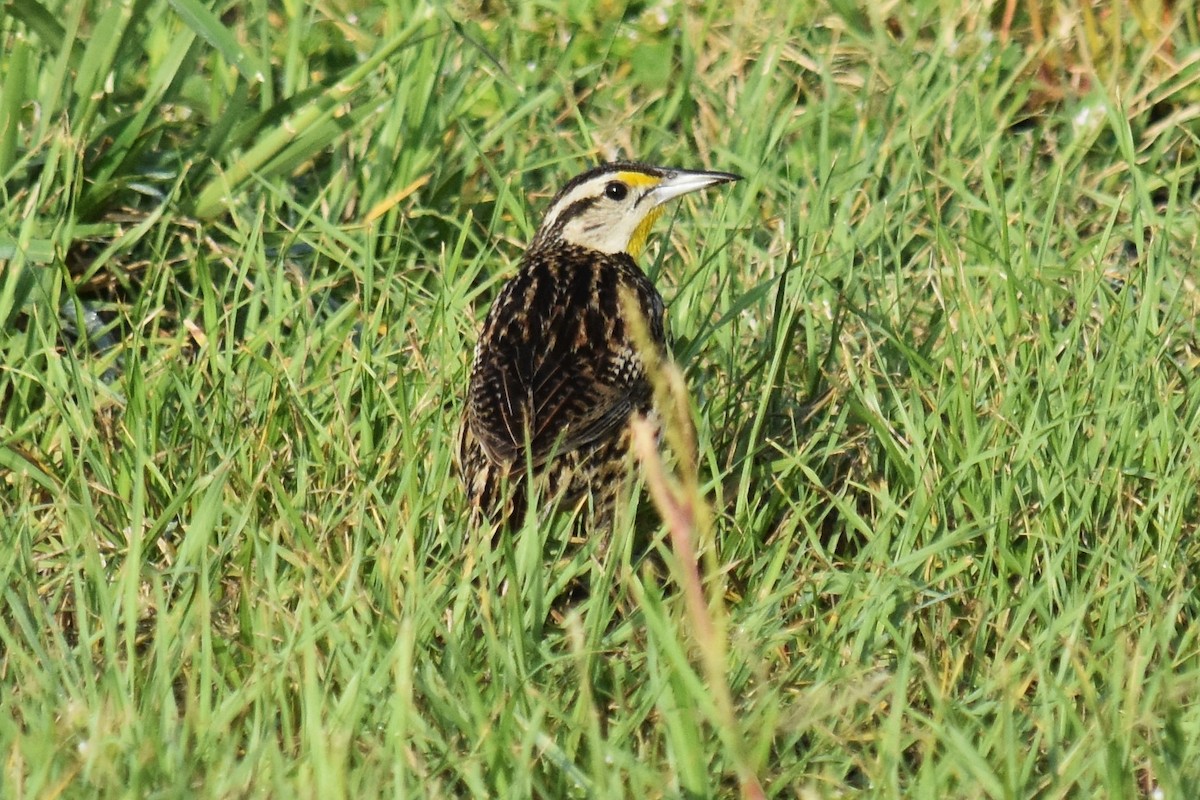 Eastern Meadowlark - ML121378351