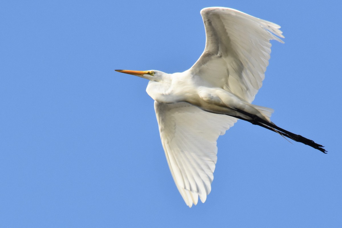 Great Egret - ML121378371