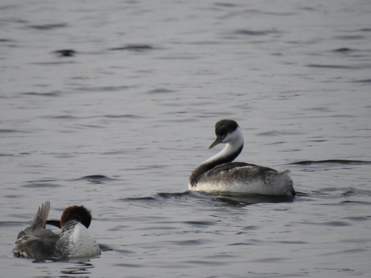 Western Grebe - ML121379161