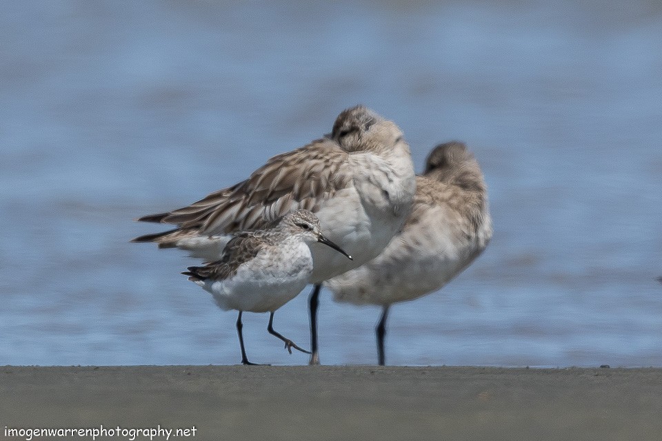 Curlew Sandpiper - ML121379871