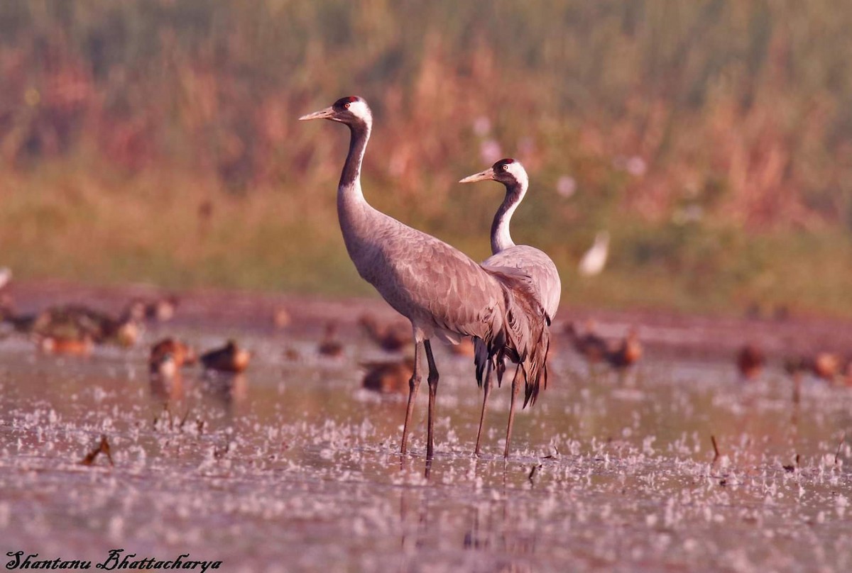 Common Crane - ML121380091