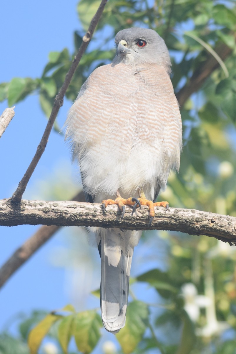 Shikra - Hareesha AS