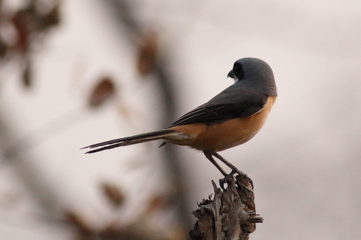 Gray-backed Shrike - ML121382531