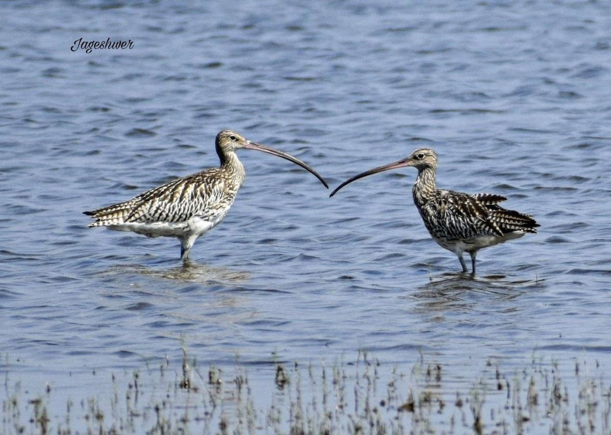 Eurasian Curlew - ML121382941