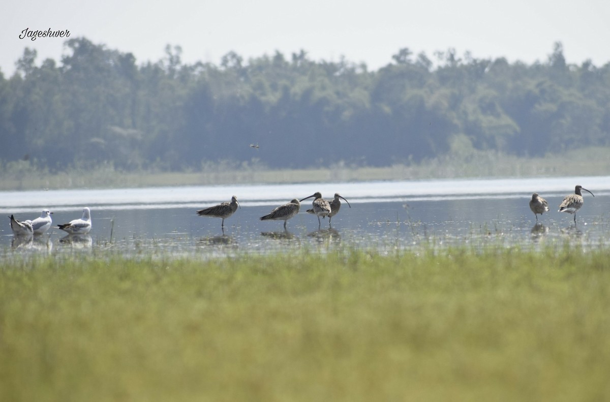 Eurasian Curlew - ML121383061