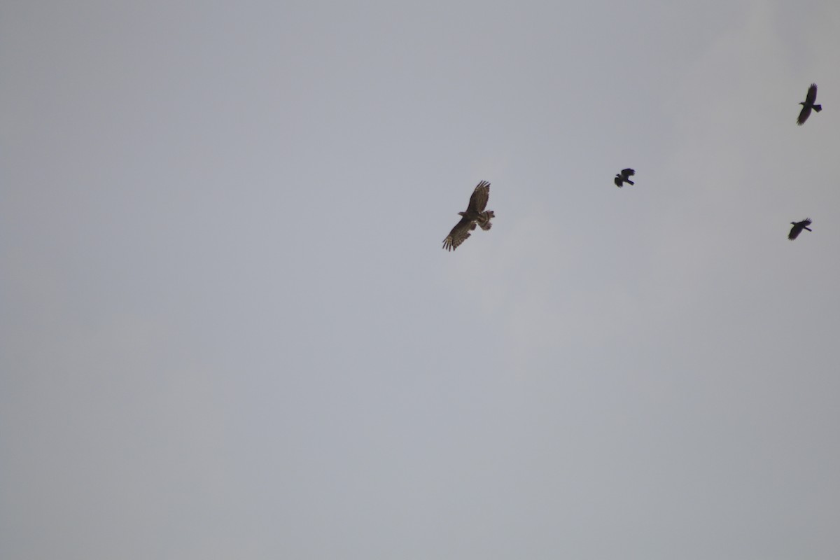 European/Oriental Honey-buzzard - Sami Majeed