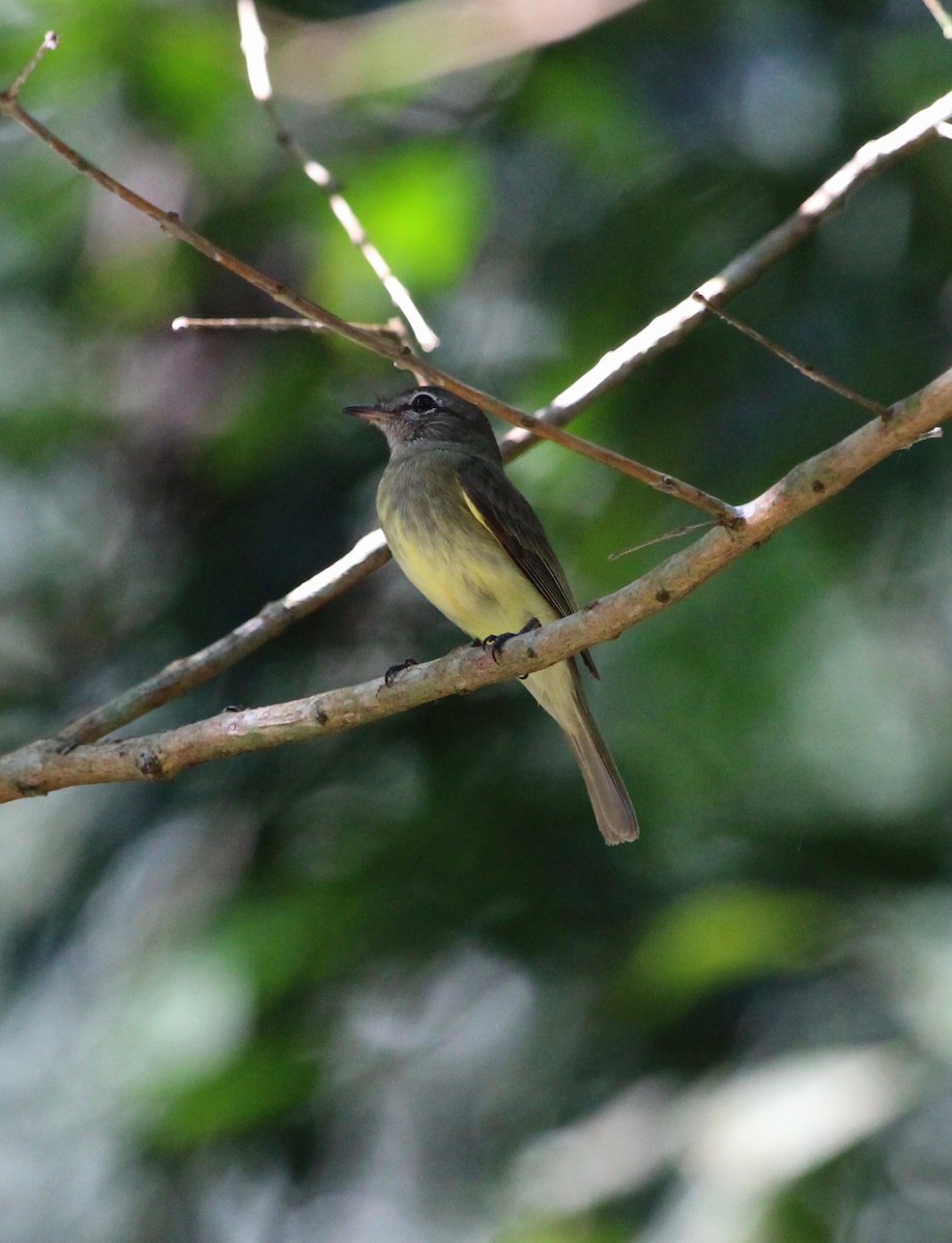 Greenish Elaenia - ML121384101