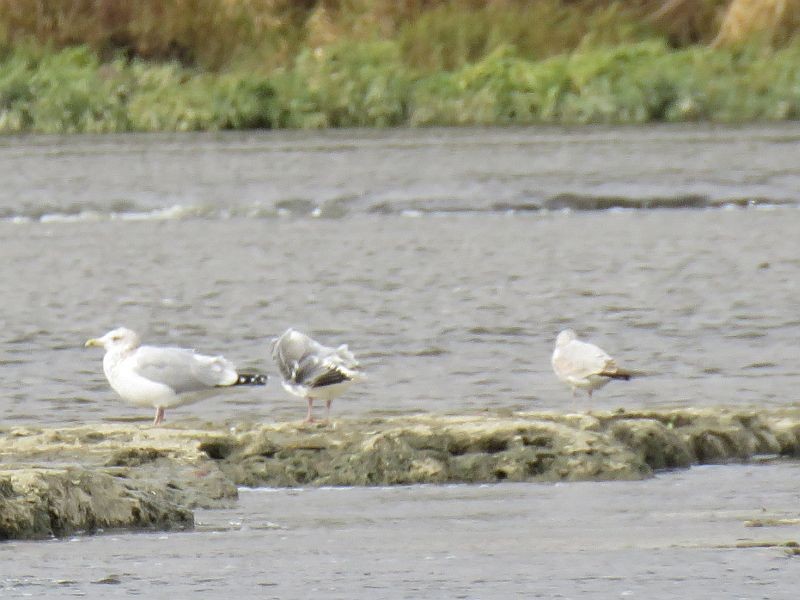 American Herring Gull - ML121384811