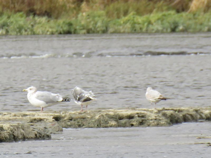 Herring Gull - ML121384811