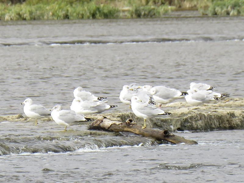 Ring-billed Gull - ML121384821