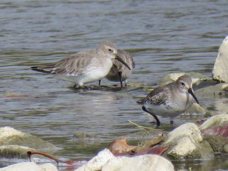 Dunlin - ML121384831