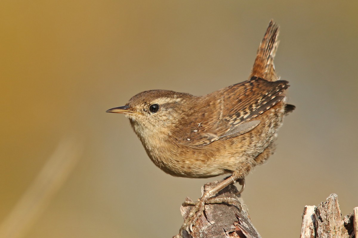 Eurasian Wren - ML121384861