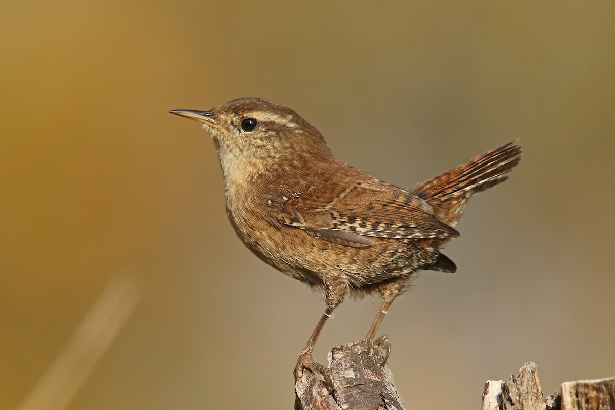 Eurasian Wren - ML121384871