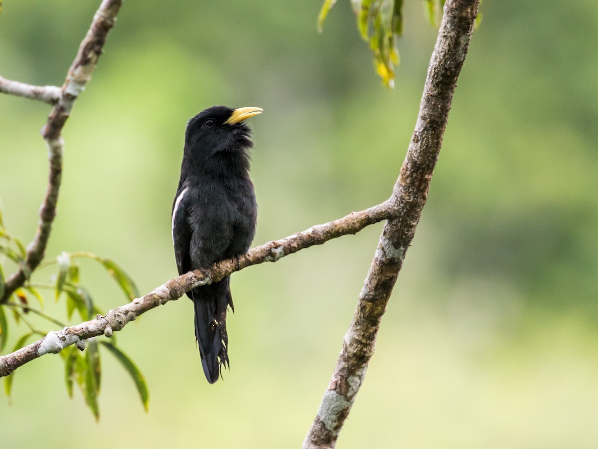 Yellow-billed Nunbird - Nick Athanas