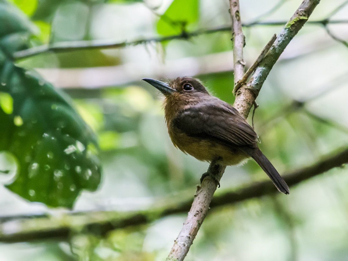 Brown Nunlet - Nick Athanas