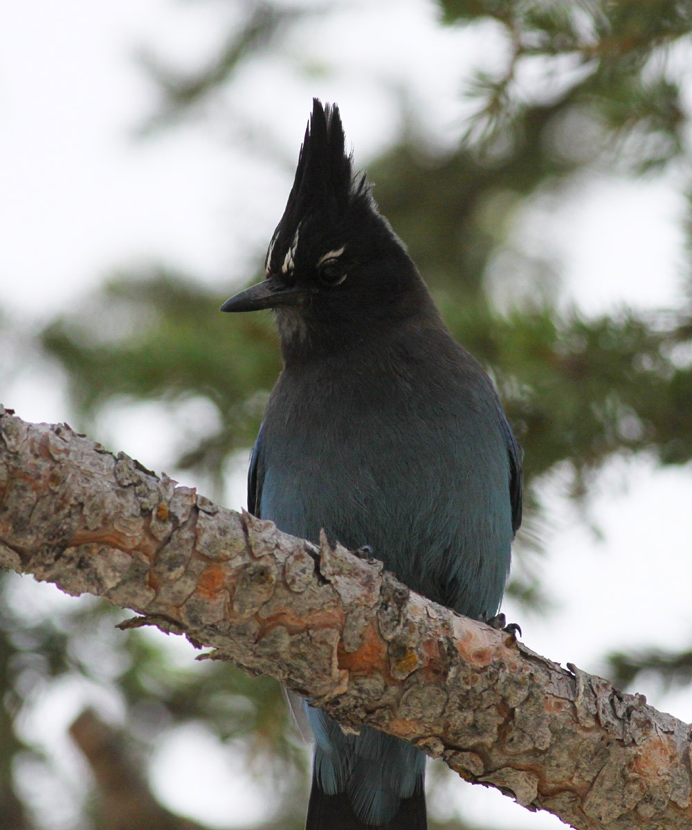 Steller's Jay - Michael Todd