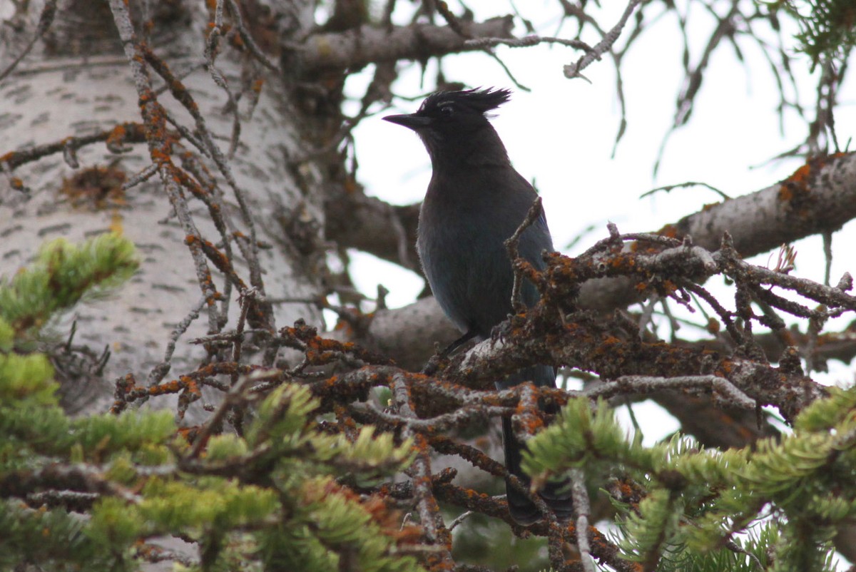 Steller's Jay - ML121386551