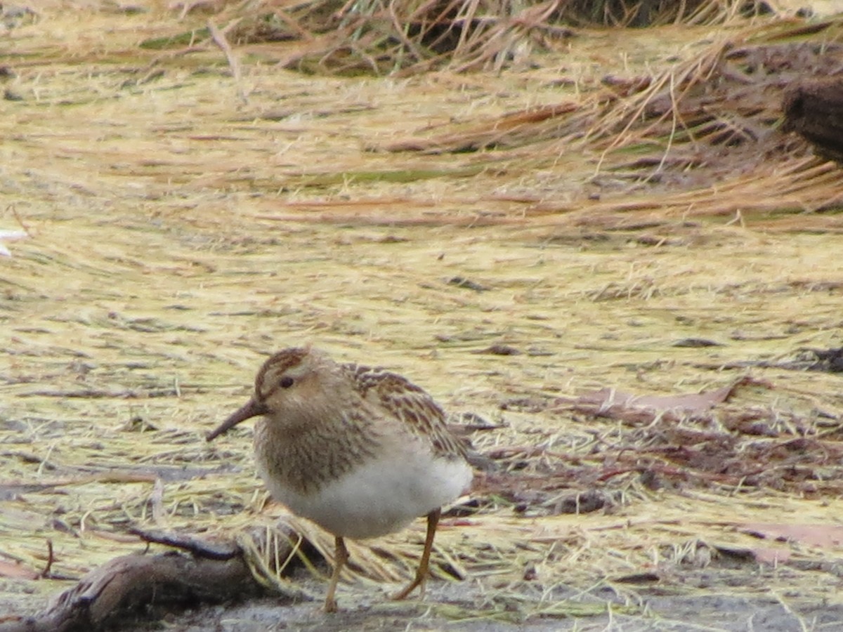 Pectoral Sandpiper - ML121386791