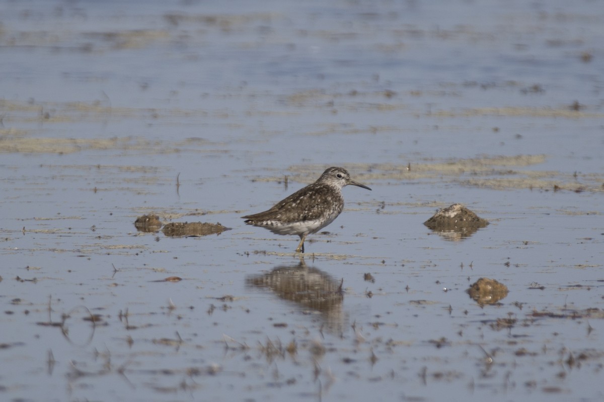 Wood Sandpiper - ML121387551