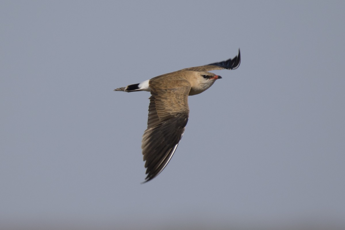 Australian Pratincole - John Cantwell